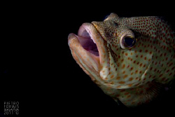 Grouper by Pietro Formis 